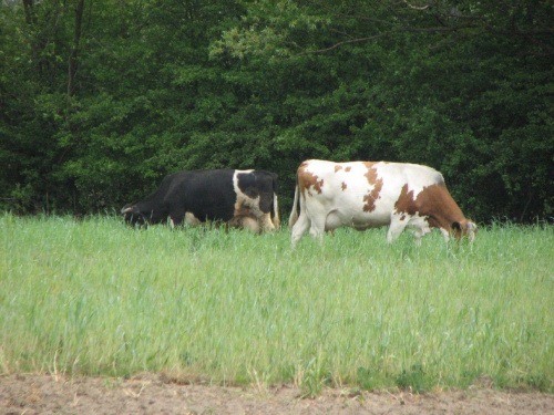Krowy na pastwisku #Krowy