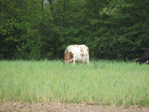 Krowy na pastwisku #Krowy