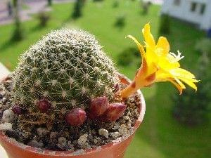 Rebutia