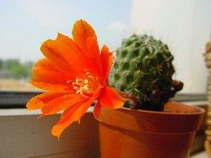 Rebutia