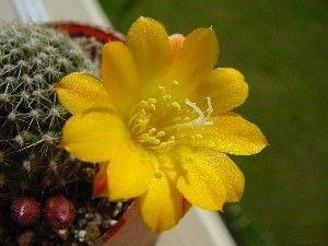 Rebutia