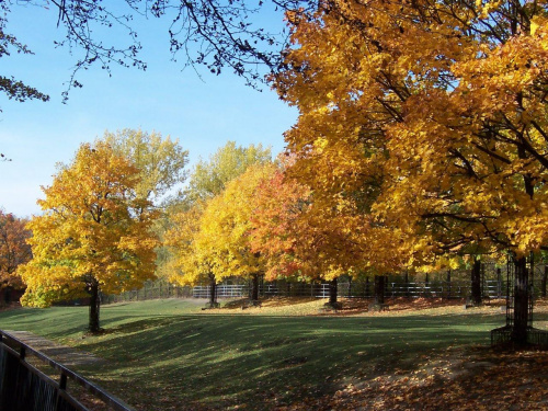 park w chorzowie 2004 #park #jesień #kolory #liście #drzewa #PolskaJesień #chorzów