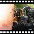 #owady #pszczoły #muchy