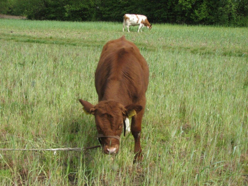 Cielak na pastwisku #Krowy