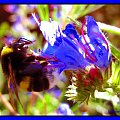 #owady #pszczoły #muchy