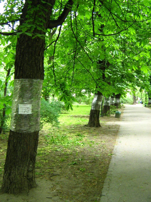 leczenie drzew w parku