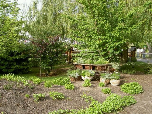 jachranka -> ogród w hotelu warszawianka