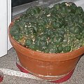 lophophora jourdaniana duza kępa #kaktus #kwiat #meksyk #lophophora #pejotl #peyote