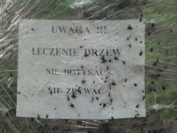 leczenie drzew
wiosna 2007