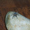 Grammostola Aureostriata L4 #pająki #ptasznik #ptaszniki #pająk