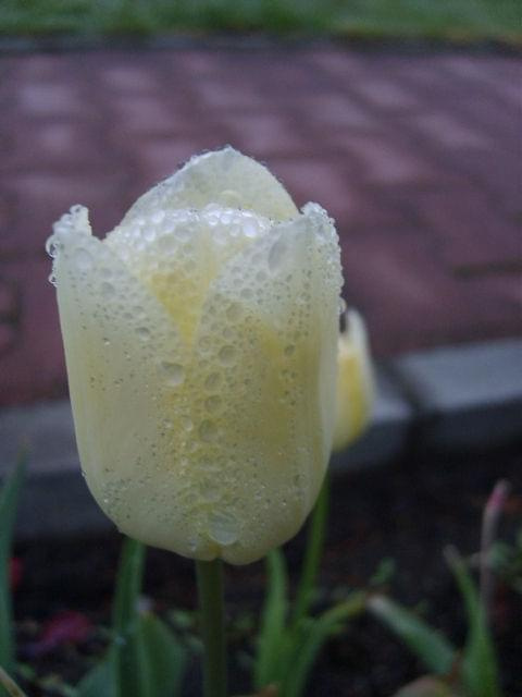 tulipan po deszczu #rosa