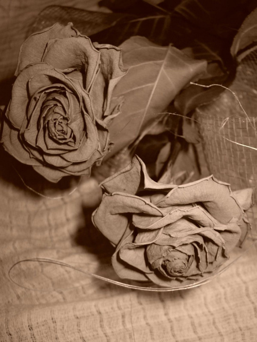 #sepia #róże #kwiaty