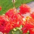 Różyczki u Mamy w ogródku #róże