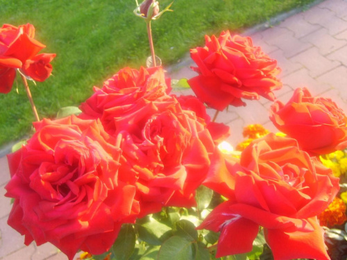 Różyczki u Mamy w ogródku #róże