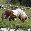 Cetinje i okolice