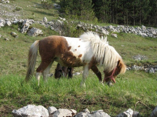 Cetinje i okolice