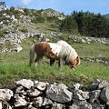 Cetinje i okolice