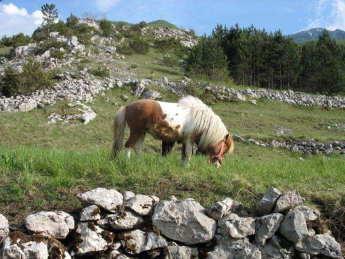 Cetinje i okolice