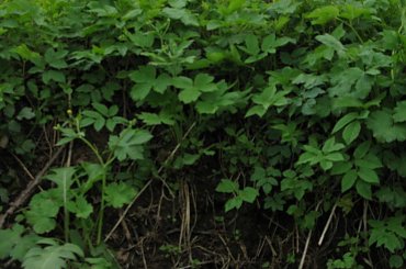 #jezioro #las #OkoliceOlsztyna #warmia #mazury #PunktWidokowy #rzeka #trawa #zieleń #pola #rola