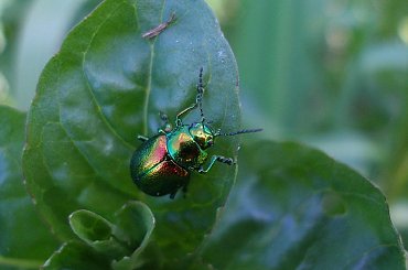 Chrząszcz na liściach mięty - Rogalin #przyroda #makro #mięta #żuk #chrząszcz