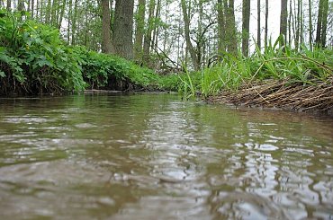 #jezioro #las #OkoliceOlsztyna #warmia #mazury #PunktWidokowy #rzeka #trawa #zieleń #pola #rola