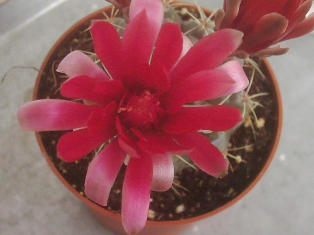 Gymnocalycium