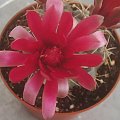 Gymnocalycium