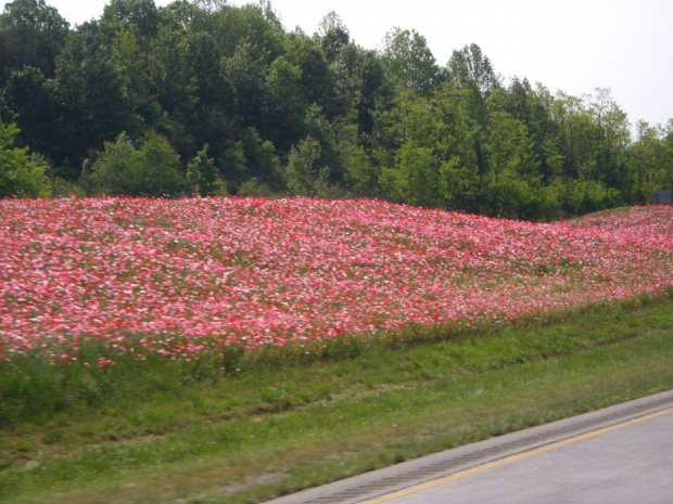 Wild Flowers