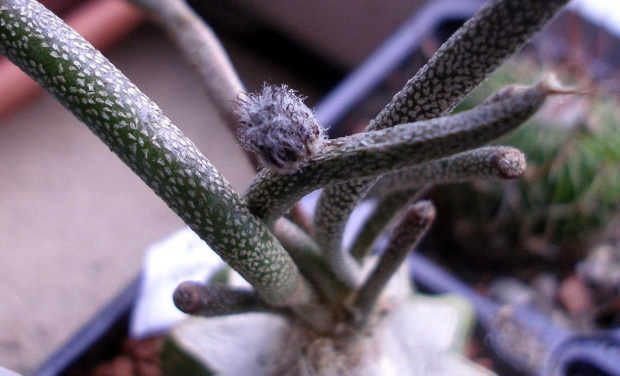 astrophytum caput medusae [digitostigma] głowa meduzy #astrophytum #kaktus #kwiat #meksyk