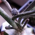 astrophytum caput medusae [digitostigma] głowa meduzy #astrophytum #kaktus #kwiat #meksyk