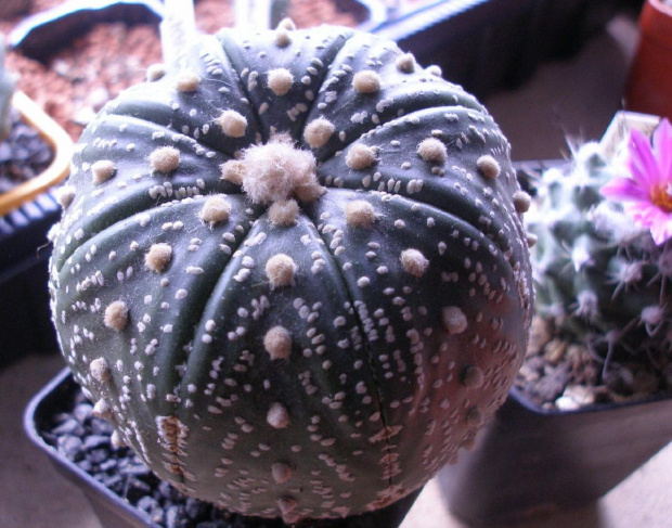 asterias super kabuto jest juz ze mna jakis czas #astrophytum #kaktus #kwiat #meksyk