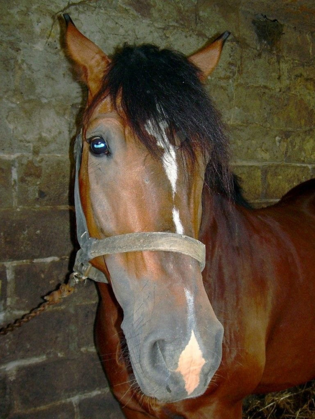 mamusia źrebaczka:)))) trochę się bała... #koń #konie #klacz