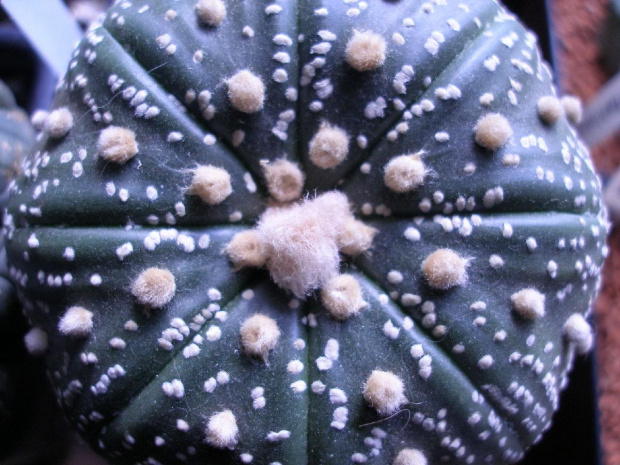 asterias cv. superkabuto, z bliska ujęcie z góry #astrophytum #kaktus #kwiat #meksyk
