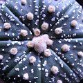 asterias cv. superkabuto, z bliska ujęcie z góry #astrophytum #kaktus #kwiat #meksyk