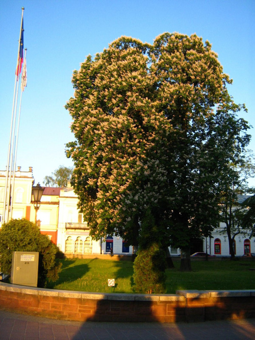 Plac Konstytucji
Radom, wiosna 2007 #Radom