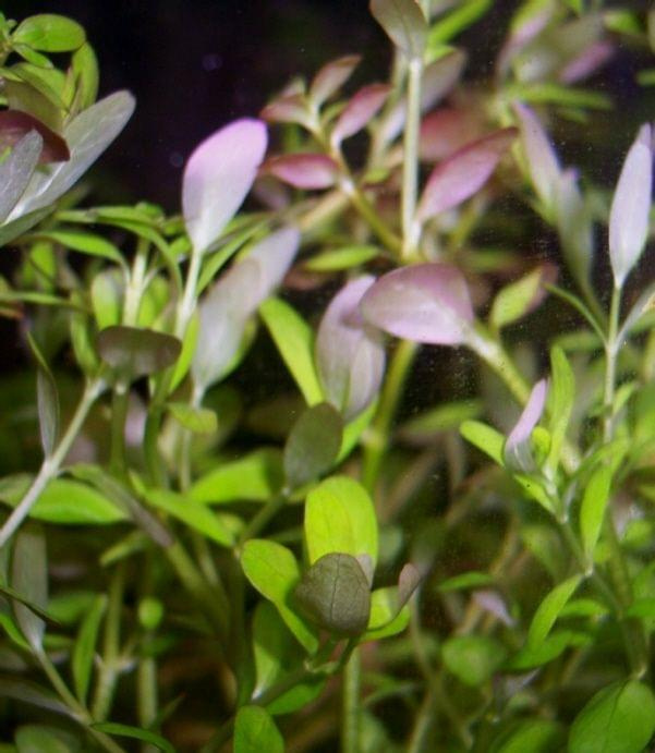 rotala rotundifolia