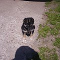 Saba...piesek (ona) sąsiada :D
