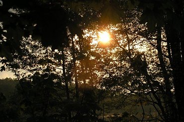 #Przyroda #natura #nature #DerNatur #ZachódSłońca #sunset #DerSonnenuntergang #drzewa #tree #DerHund #jezioro #lake #DerSee