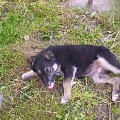 Saba...piesek (ona) sąsiada :D