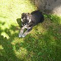 Saba...piesek (ona) sąsiada :D