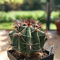 Ferocactus Cylindraceus RS-796
Before Los Mochis, Sonora, Mexico