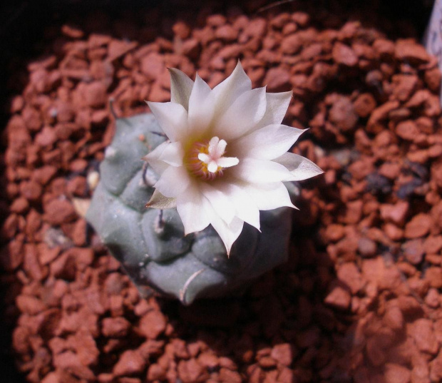 tubinicarpus klinkerianus - płatki przepalone ale za to bardzo mi sie podobają #kaktus #meksyk #kwiat #turbinicarpus