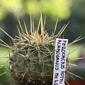 Ferocactus Potsii var. Alamosanus MH-410