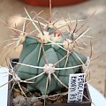 Ferocactus Emoryi RS-789
San Carlos, Sonora, Mexico