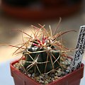 Ferocactus Cylindraceus RS-829
Chiriaco Summit, Gen. Paton Mon., California, USA