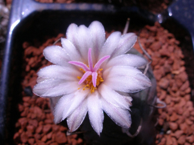 turbinicarpus polaski #kaktus