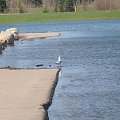 Rotary Park, Whitecourt, May 2007