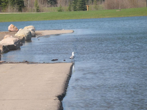 Rotary Park, Whitecourt, May 2007