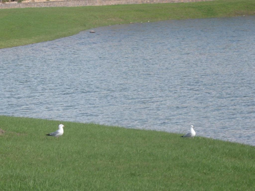 Rotary Park, Whitecourt, May 2007