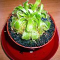 Drosera alicea